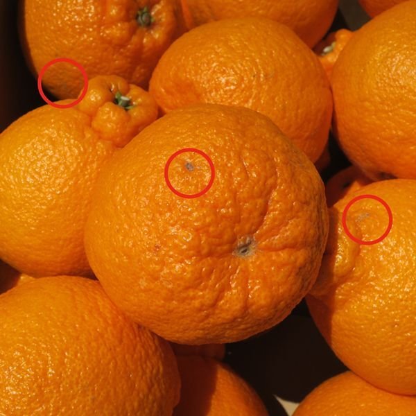 画像1: #2 うちやまさんちの『不知火』3キロ×1箱【ご家庭用】 【予約販売】３月中旬より順次発送　 (1)