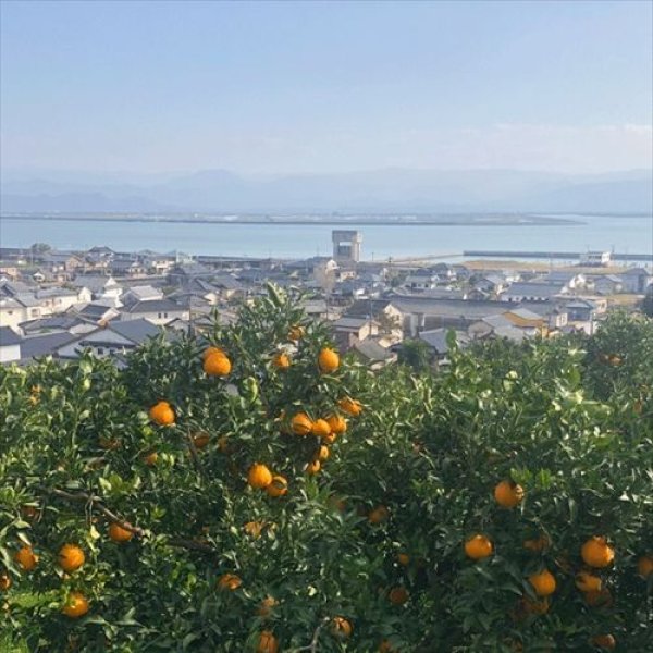 画像3: #3 うちやまさんちの厳選『不知火』5キロ×1箱【ご家庭・贈答用】 【予約販売】３月中旬より順次発送　 (3)