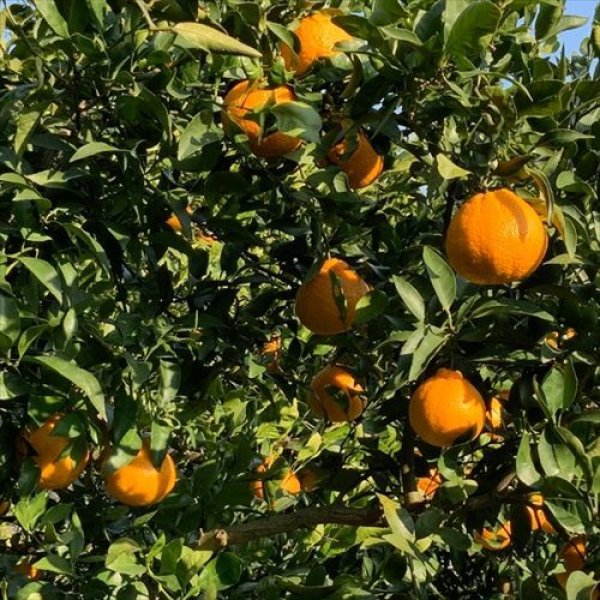 画像2: #3 うちやまさんちの厳選『不知火』5キロ×1箱【ご家庭・贈答用】 【予約販売】３月中旬より順次発送　 (2)