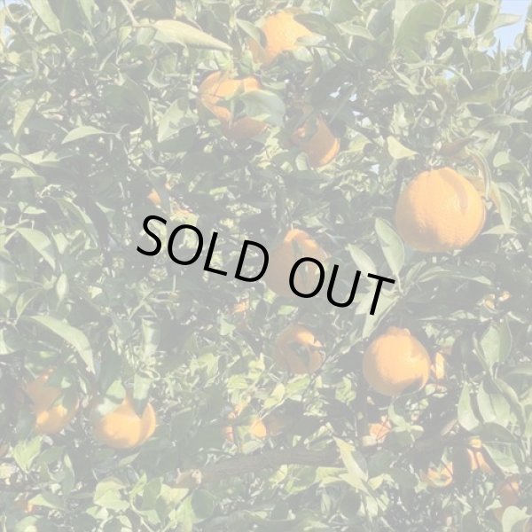 画像3: #4 うちやまさんちの厳選『不知火』3キロ×1箱【ご家庭・贈答用】 【予約販売】３月中旬より順次発送　 (3)